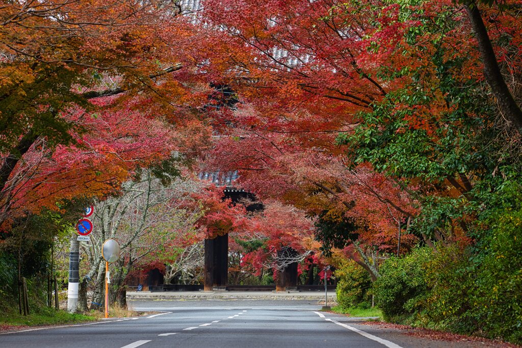 紅葉の奥に・・・大門