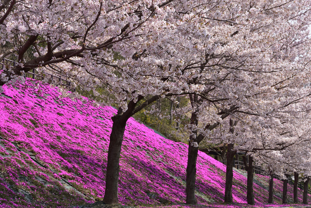 桜とサクラ