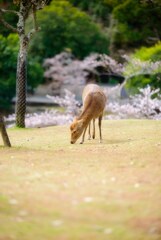 訪れた春