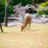 訪れた春