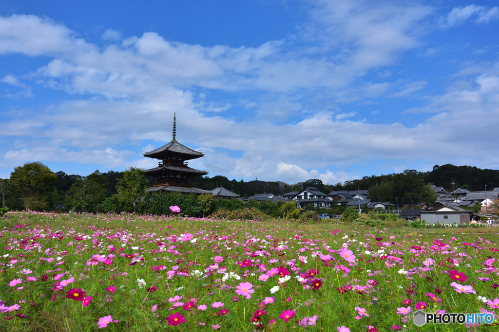 秋桜の中に・・・