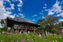 秋桜の御寺～般若寺　弐