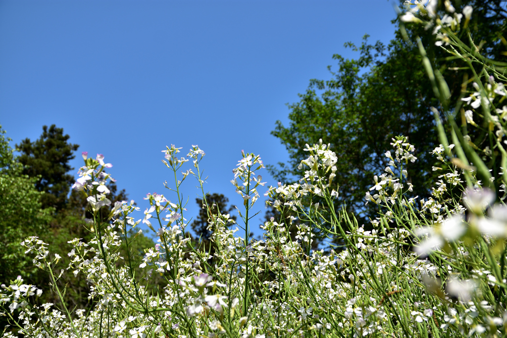 大根の花と青空