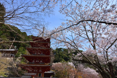 桜の中の五重塔