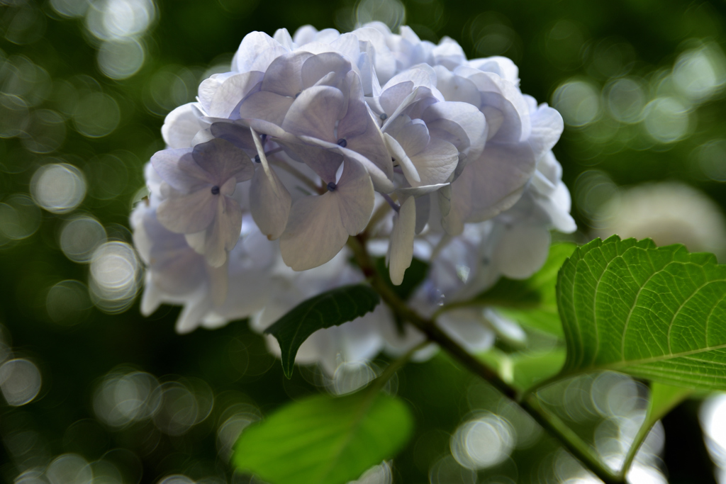 初瀬の紫陽花