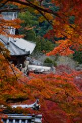 晩秋～紅葉の長谷寺　伍