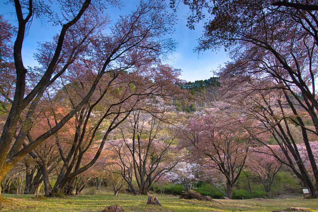 満開の山桜