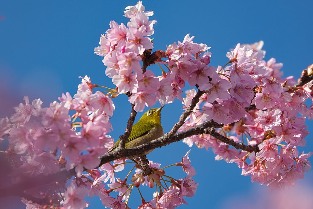 春の使者～