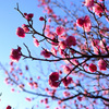 春は近し②
