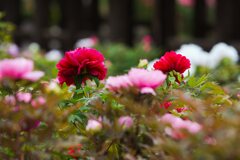 牡丹咲く～花の御寺　参