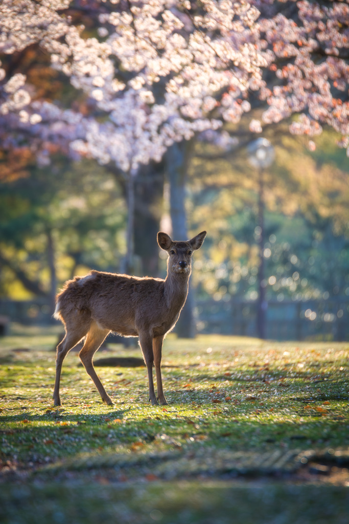 春～鹿と満開の桜