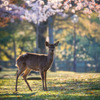 春～鹿と満開の桜