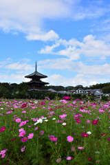 秋の法起寺