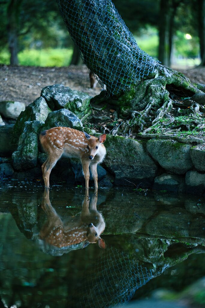 見つめ合い・・