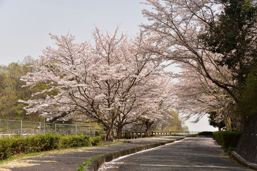 花道②