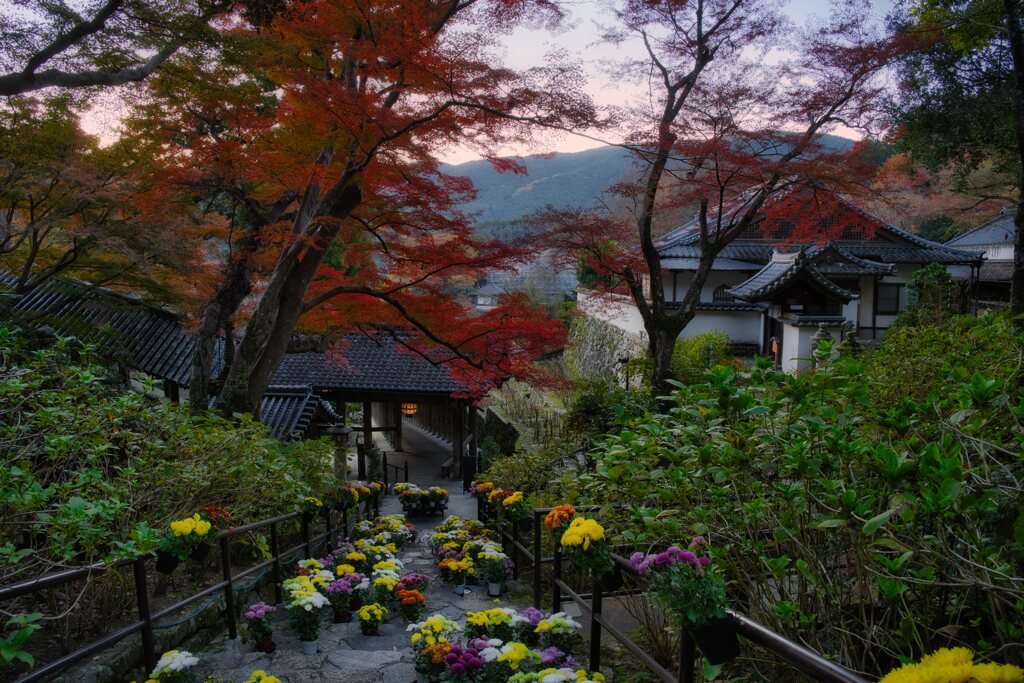 錦秋～菊回廊と紅葉