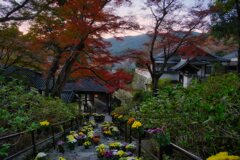 錦秋～菊回廊と紅葉