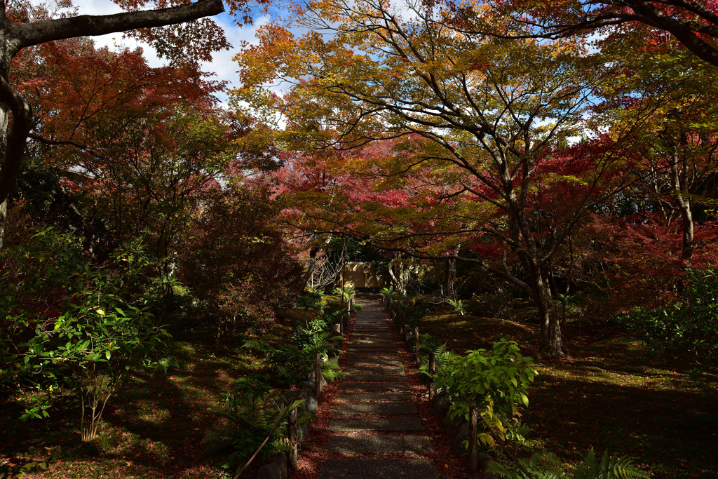 宝筐院　庭園