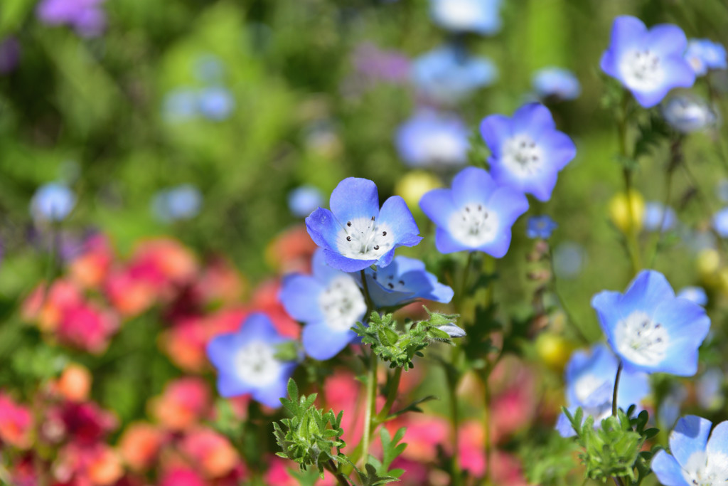 馬見の花♪