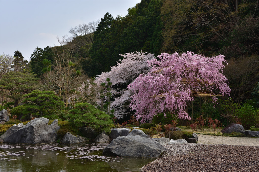 奥之院の枝垂れ桜