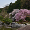 奥之院の枝垂れ桜