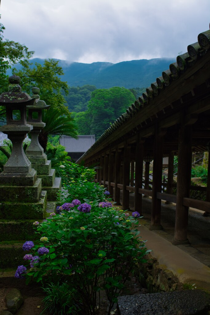 登廊と紫陽花～長谷寺