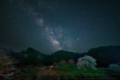 本郷の滝桜に昇る・・again