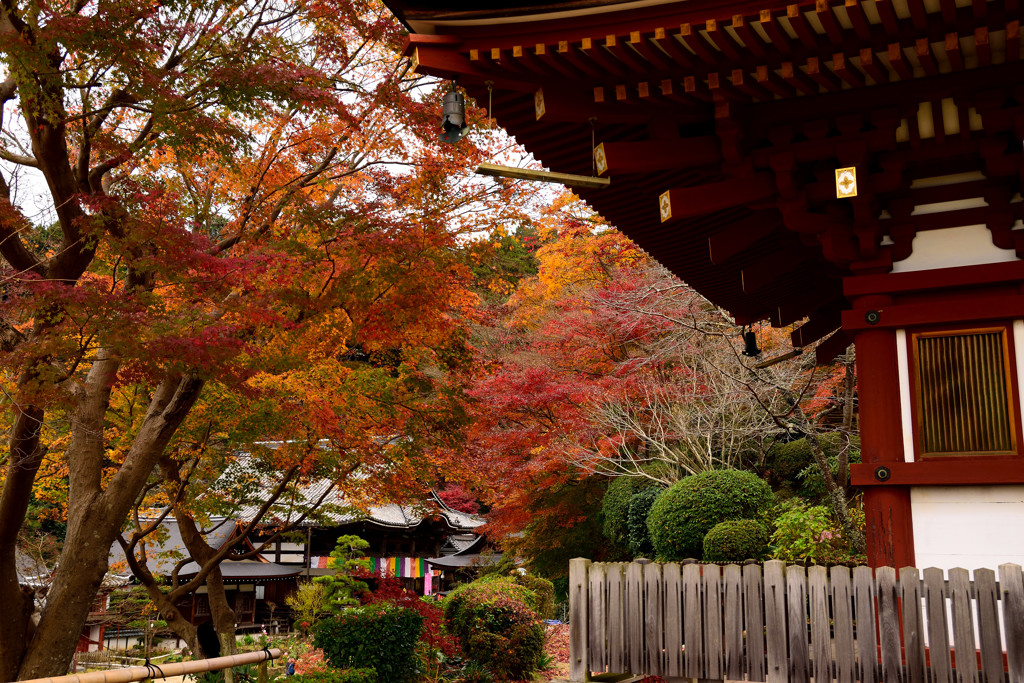 晩秋　紅葉の終わり・・①