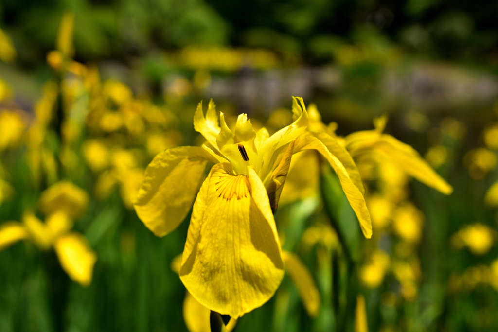 Yellow iris