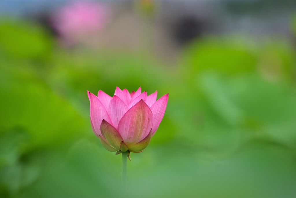 Lotus