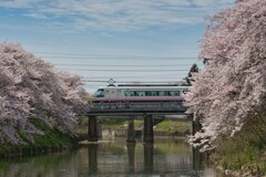 思い出24’～桜＆サクラ
