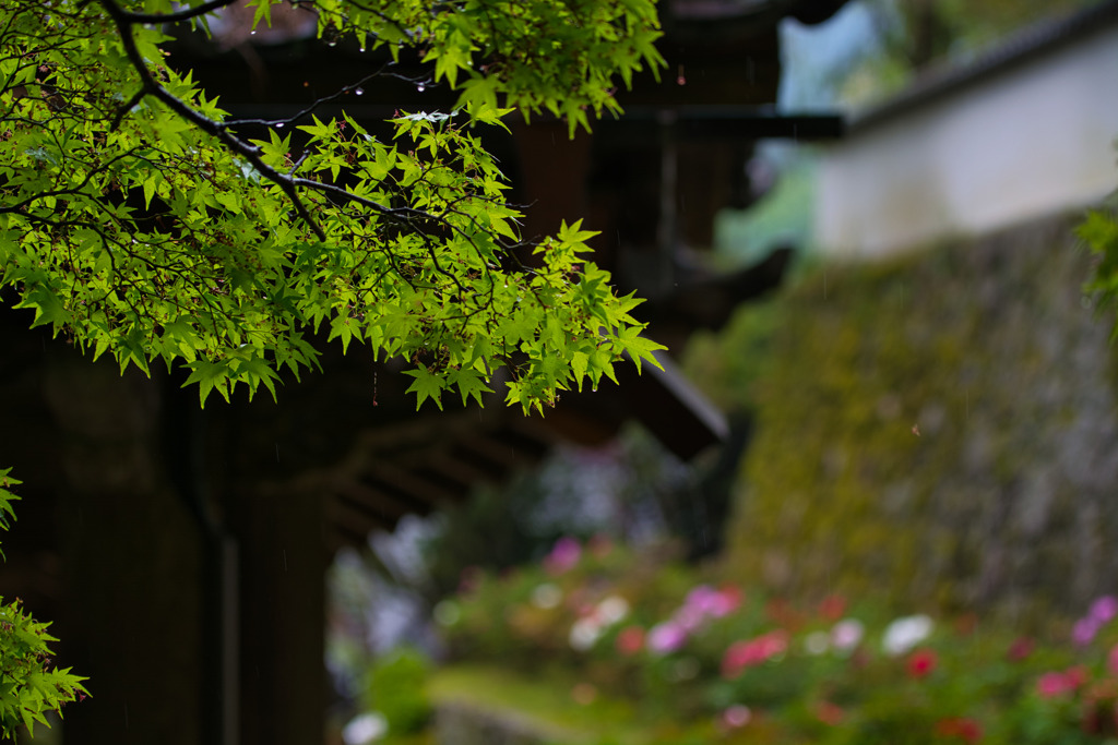 新緑と牡丹