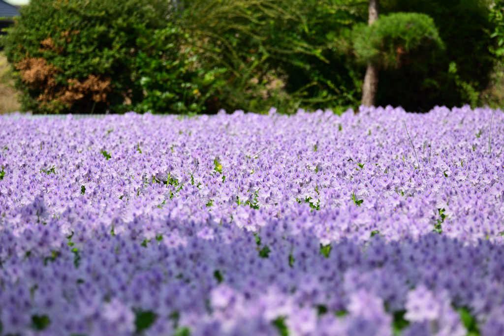 押寄せる！！！