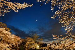 Moon＆cherry blossoms