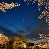 Moon＆cherry blossoms