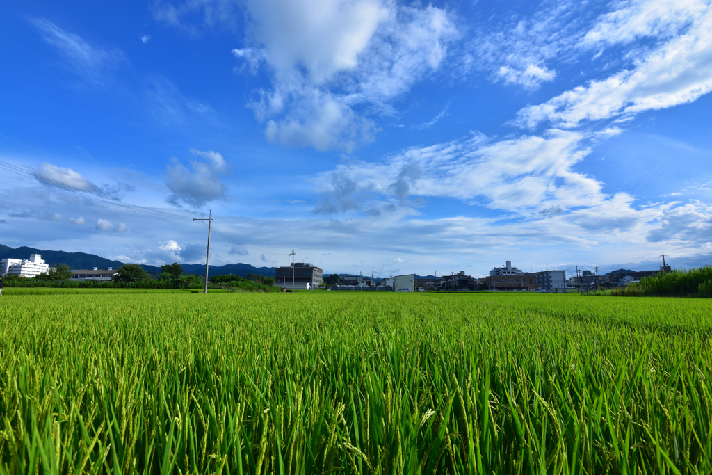 青空下の稲穂