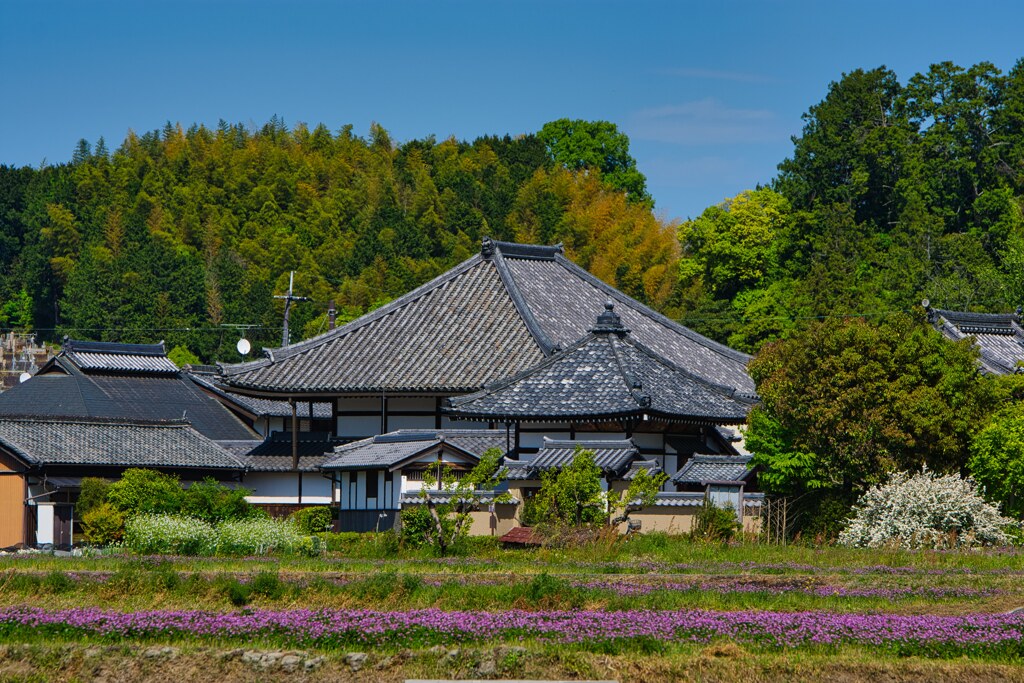 蓮華咲く　飛鳥寺
