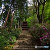 石楠花咲く～室生寺