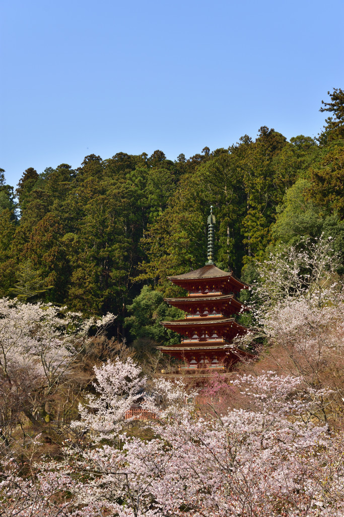 春の花の御寺Ⅴ