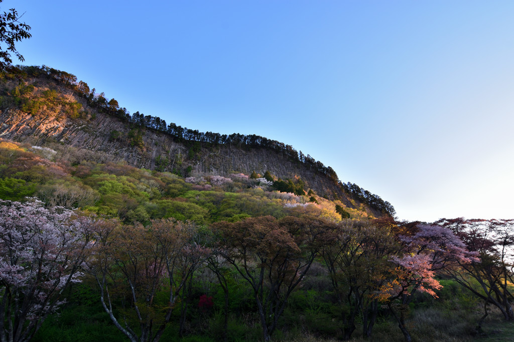 山桜散る