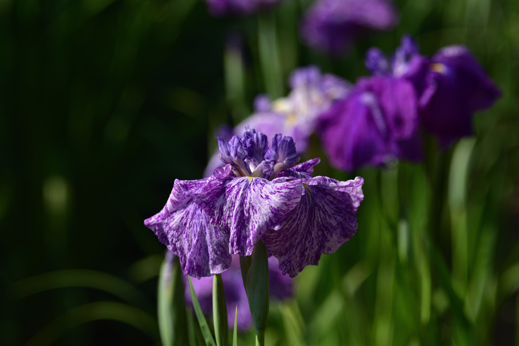馬見の花菖蒲②