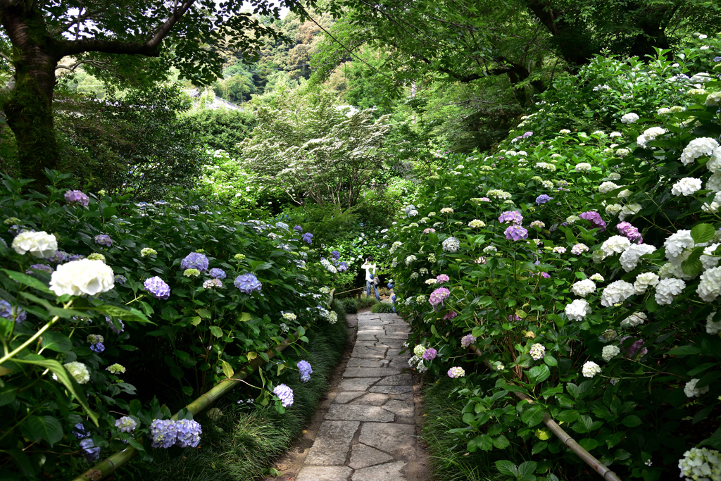 Hydrangea　load