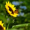 馬見の夏～参