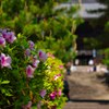 花の御寺～長谷寺