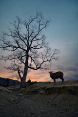 シンボルツリーの下で