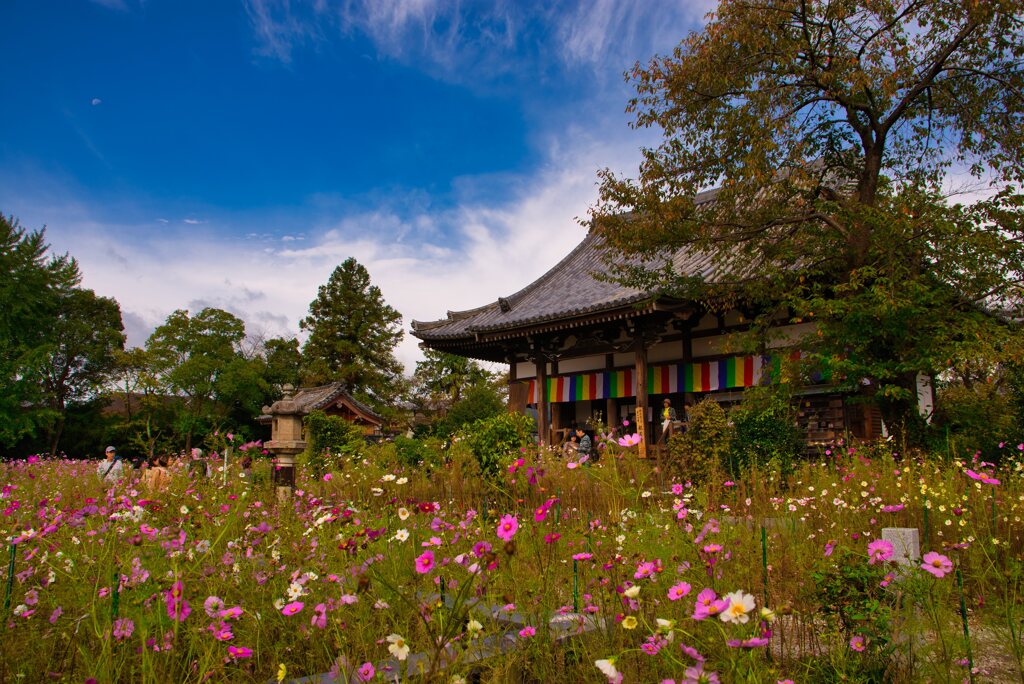 秋桜の御寺～般若寺 其の参