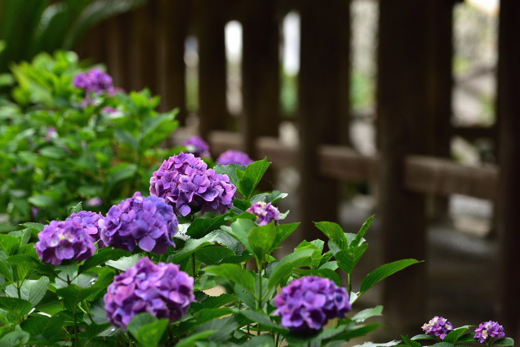 紫陽花のある寺　弐