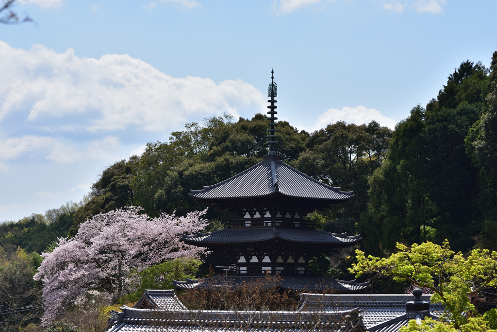 當麻寺の春～西塔