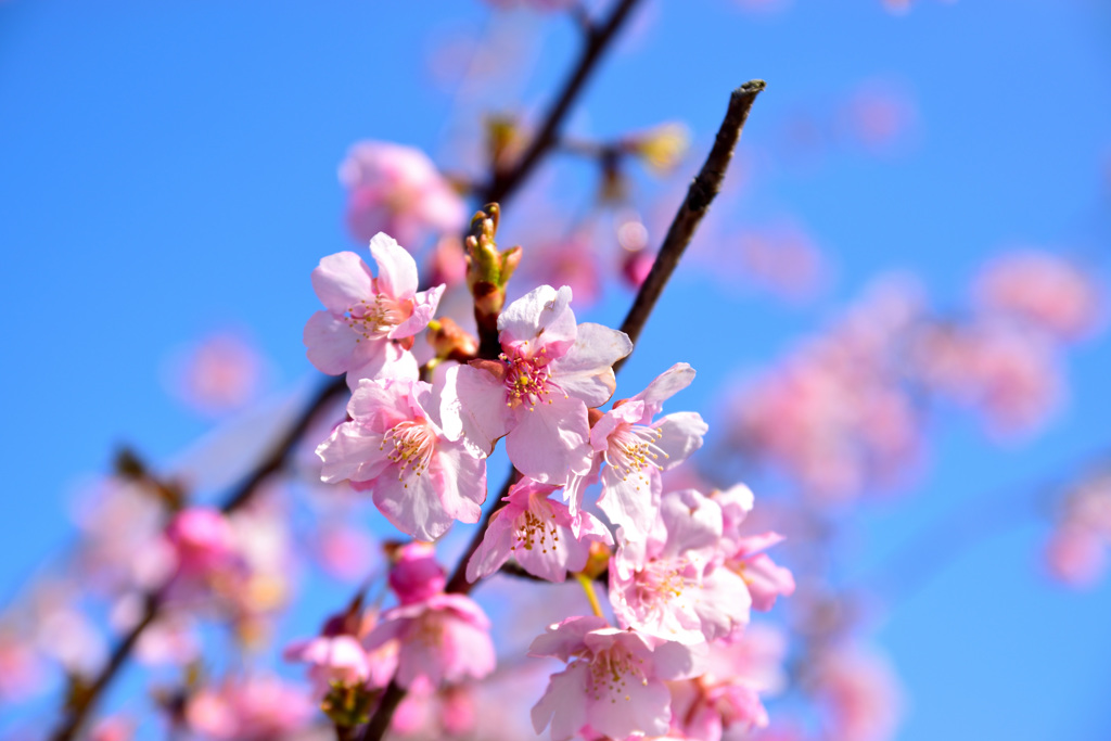 河津桜⑥