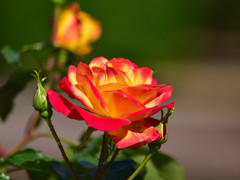 霊山寺の薔薇⑥